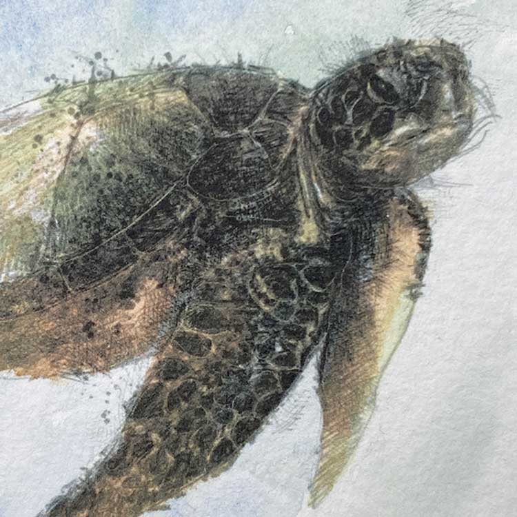 Turtle mini sketch