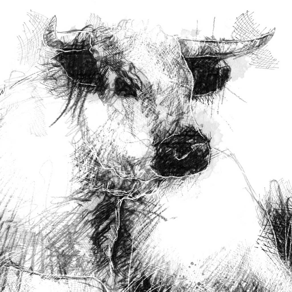 Vaynol cow