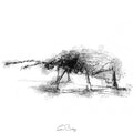 Vine weevil
