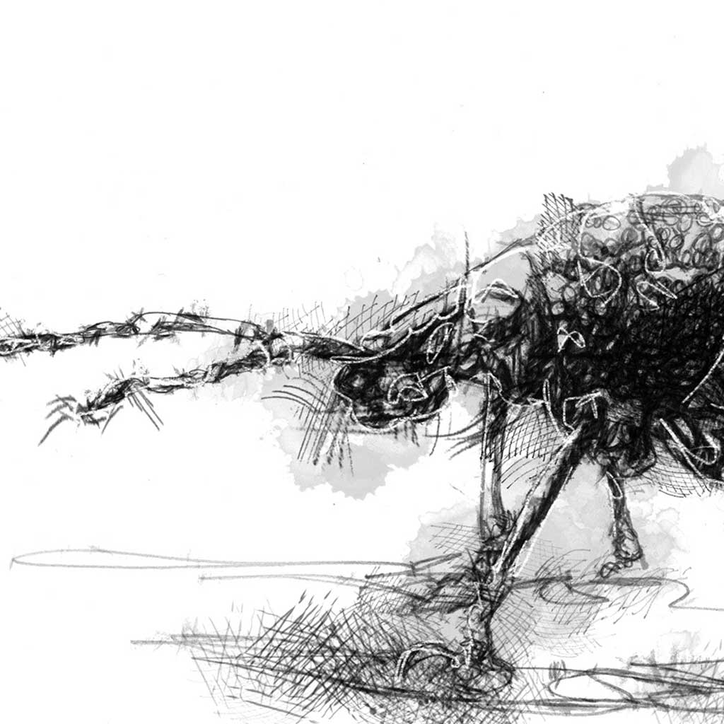Vine weevil