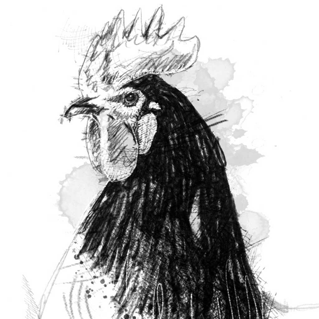 Vorwerk cockeral