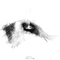 Vulture flight