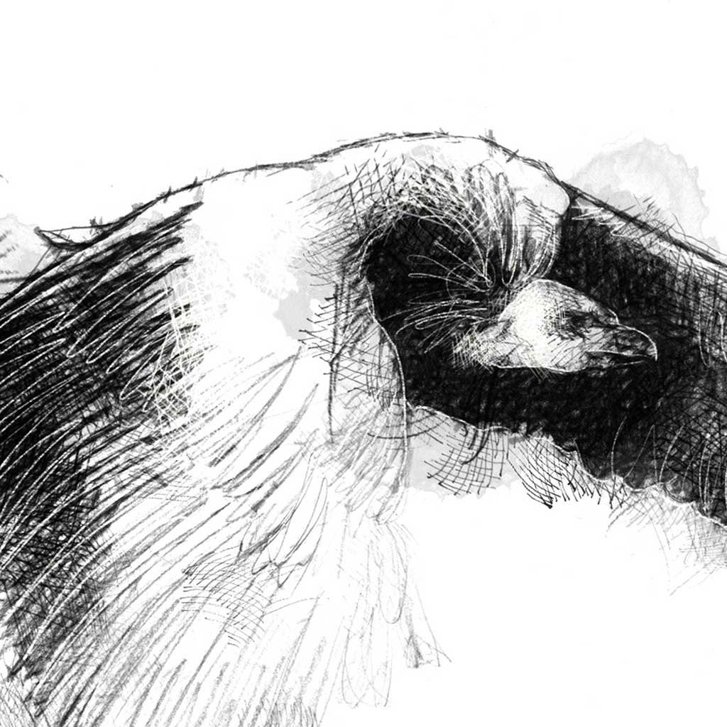 Vulture flight