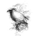 Redwing bird