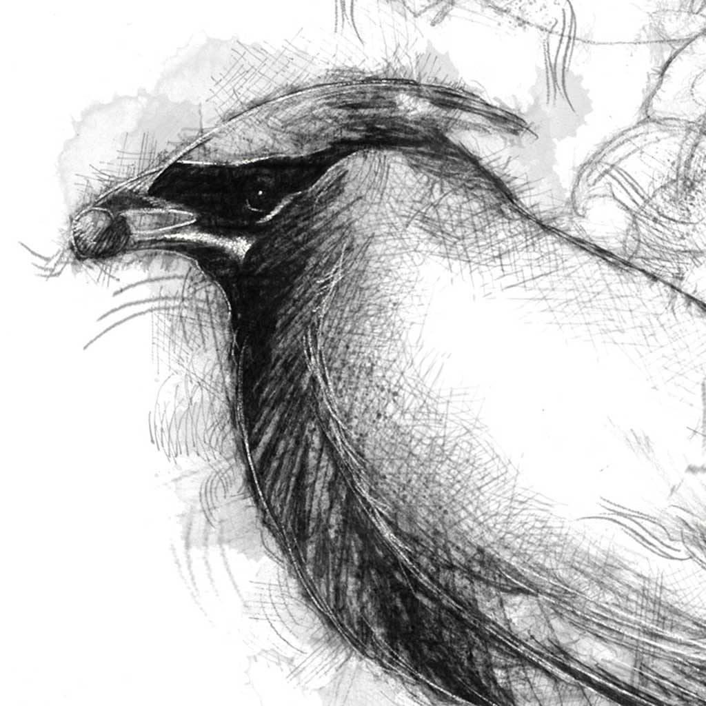 Redwing bird