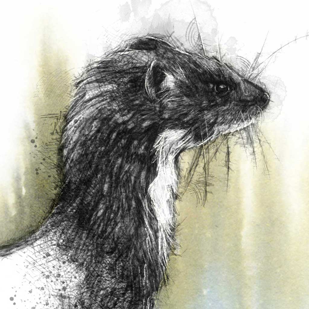 Weasel alert