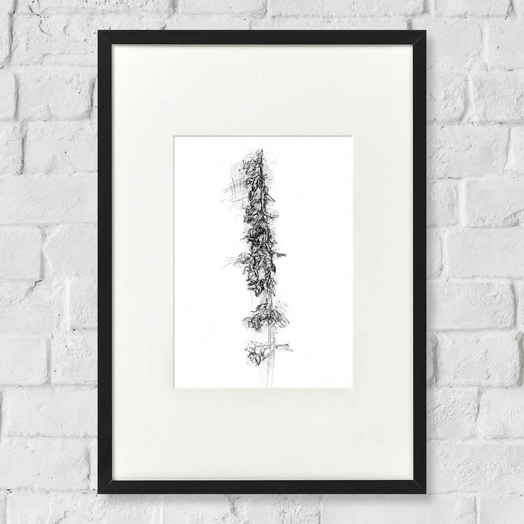 Wild Helleborine