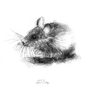 Wood mouse