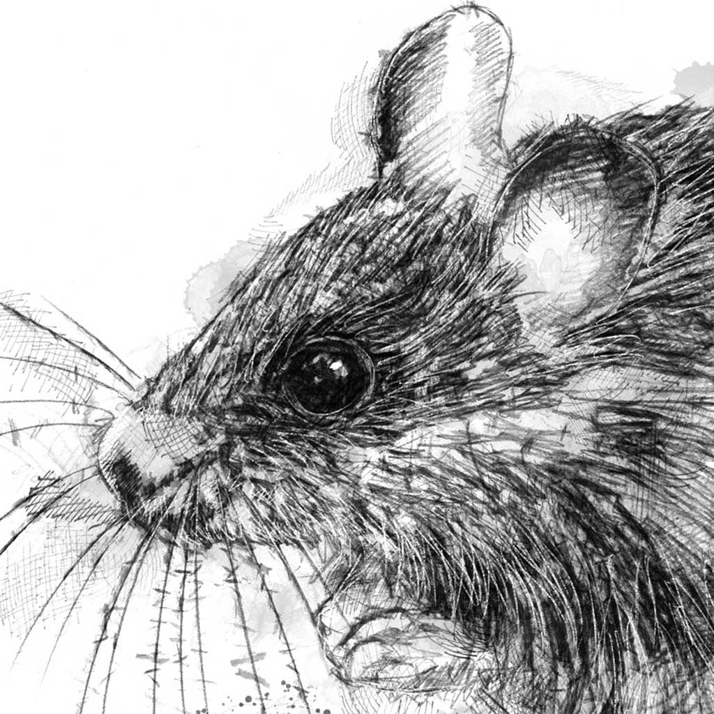 Wood mouse