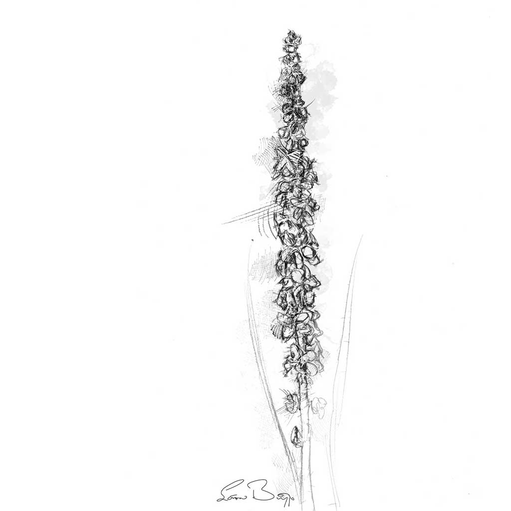 Agrimony