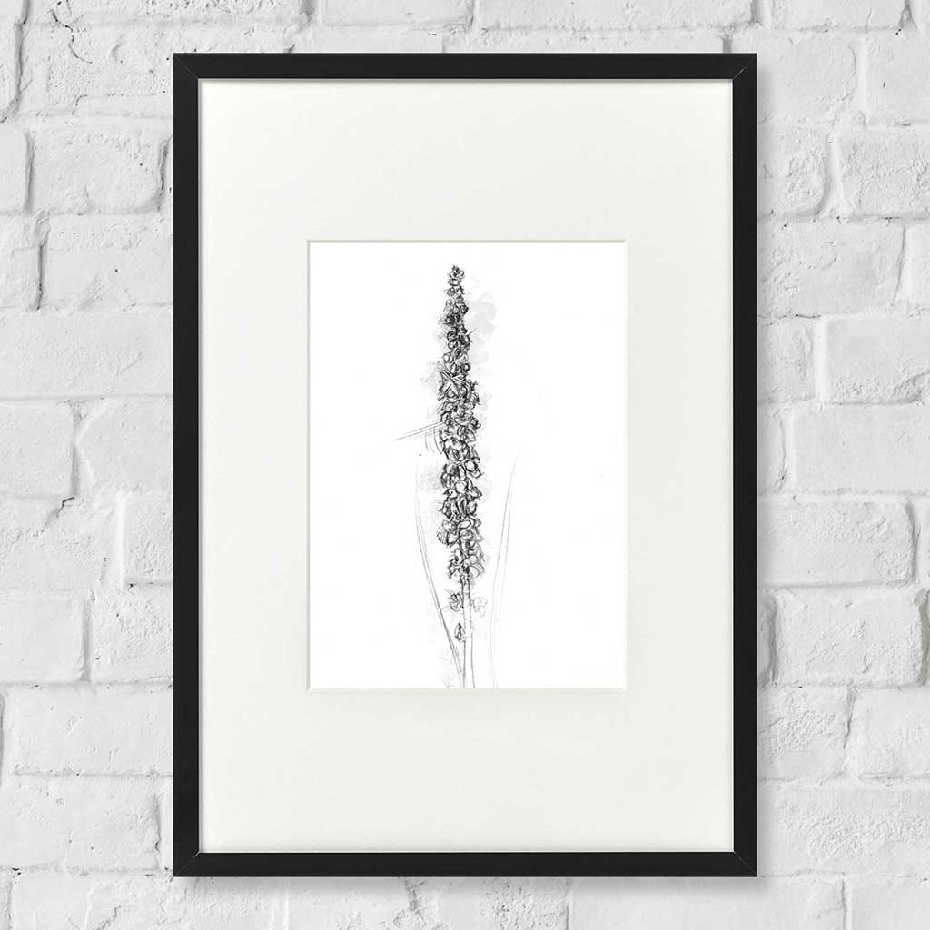 Agrimony