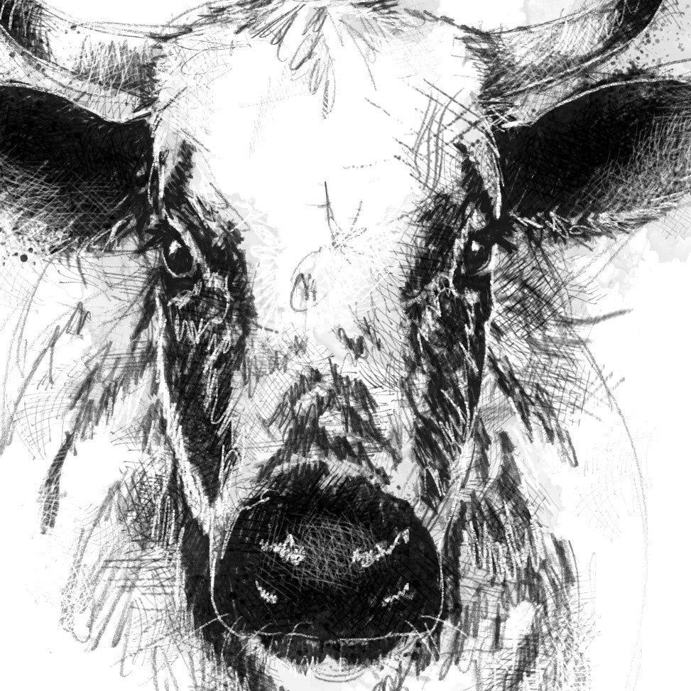 Albion cattle - BW Sketch