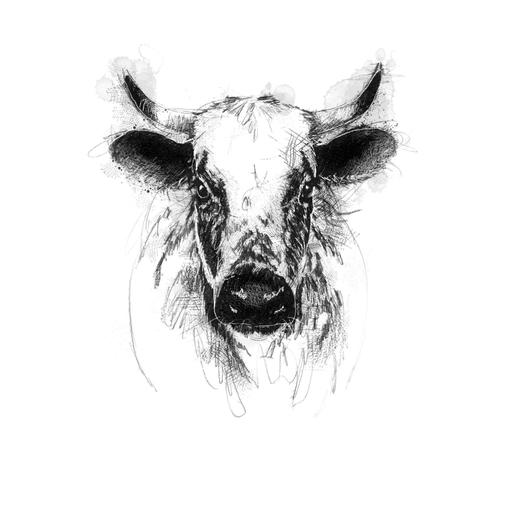 Albion cattle - BW Sketch