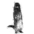 American mink