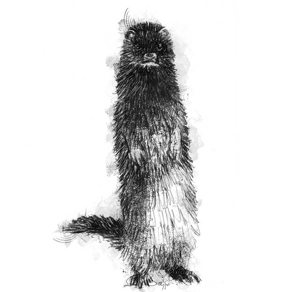 American mink