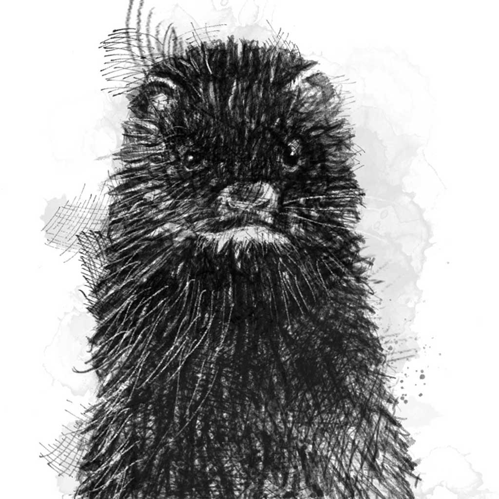 American mink