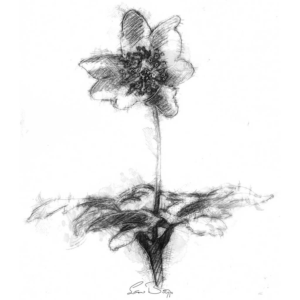 Wood anemone