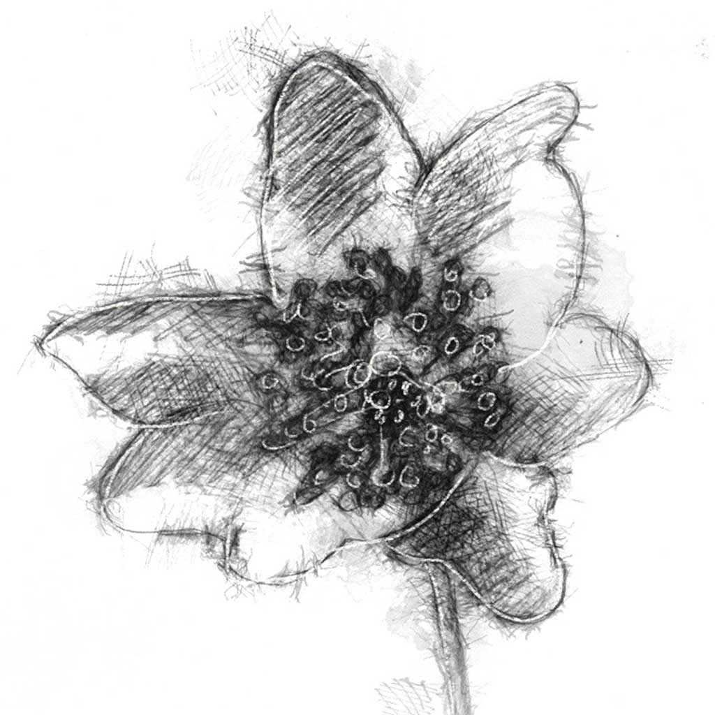 Wood anemone