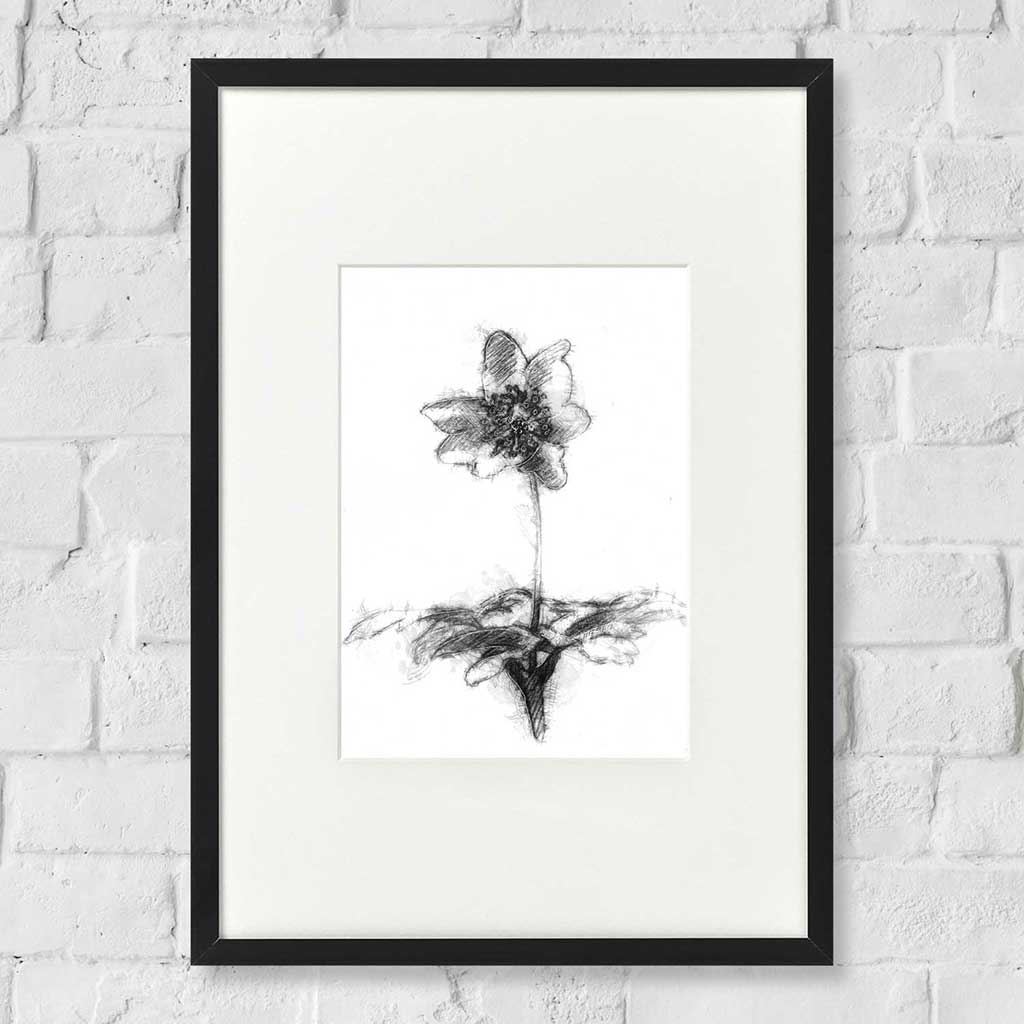 Wood anemone