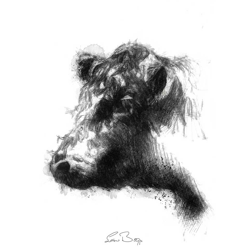 Belted galloway