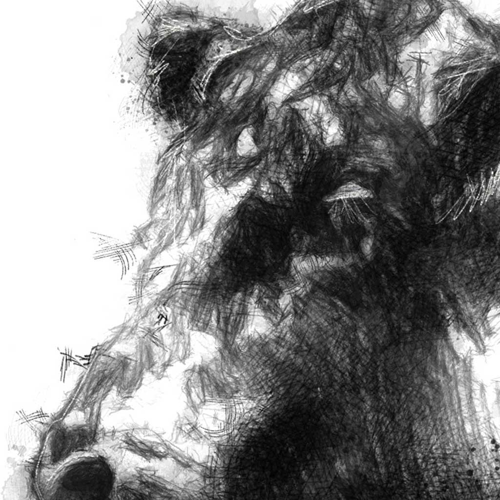Belted galloway