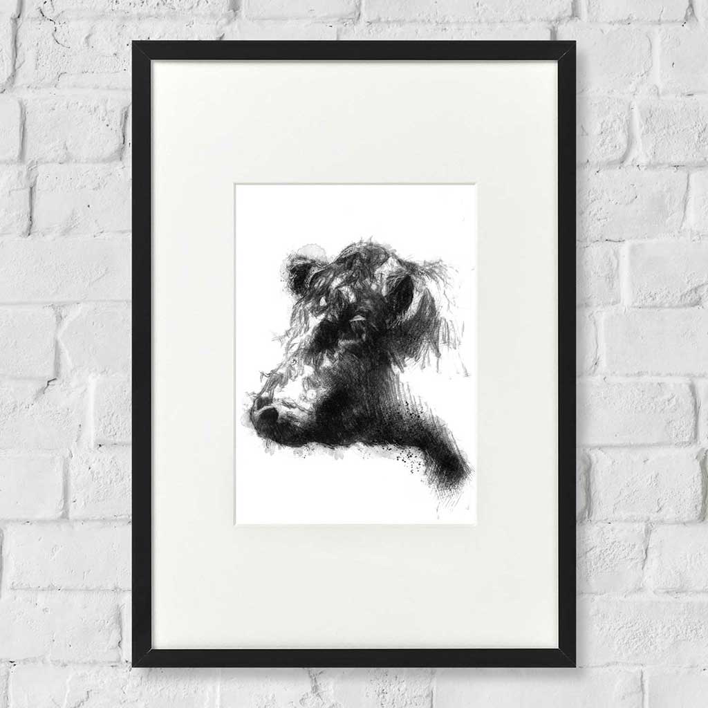 Belted galloway