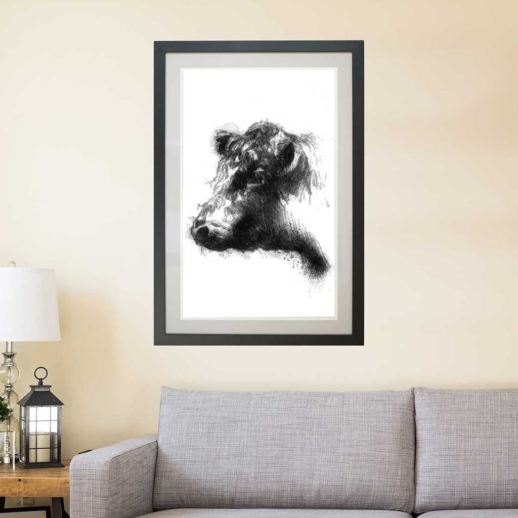 Belted galloway