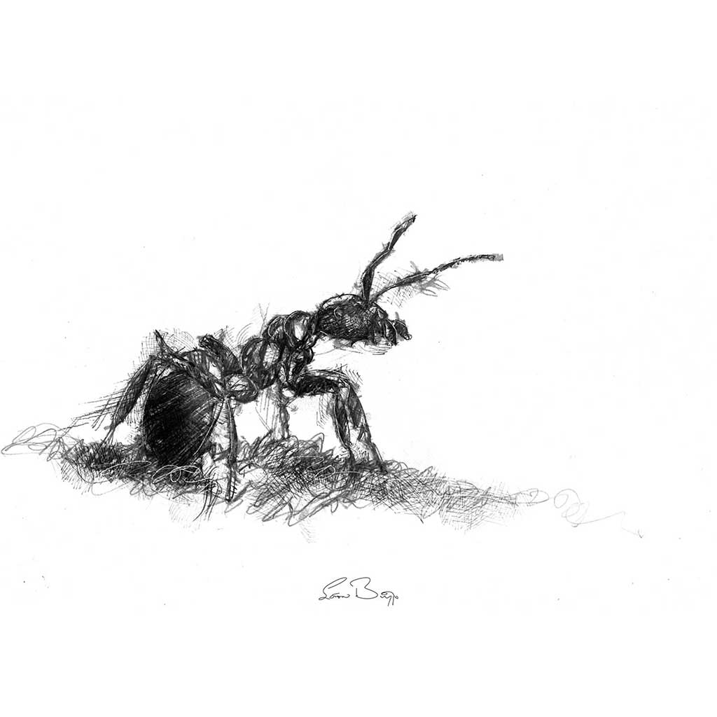 Wood ant