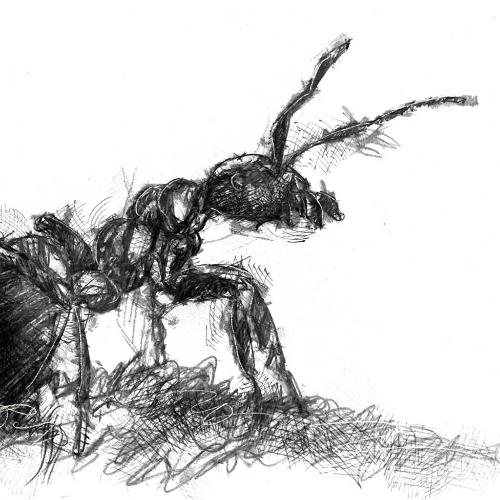 Wood ant