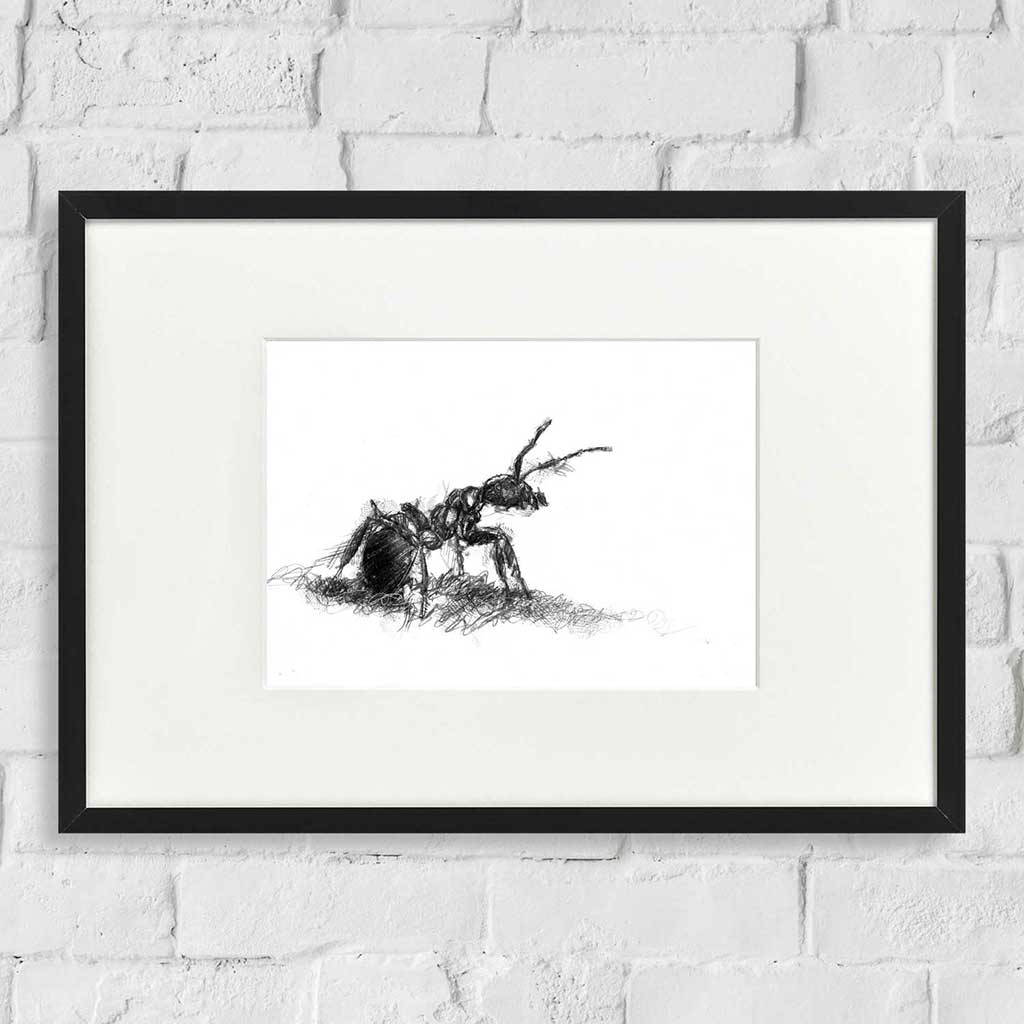 Wood ant