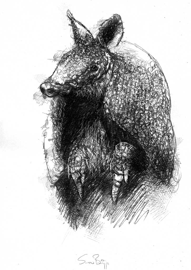 Armadillo