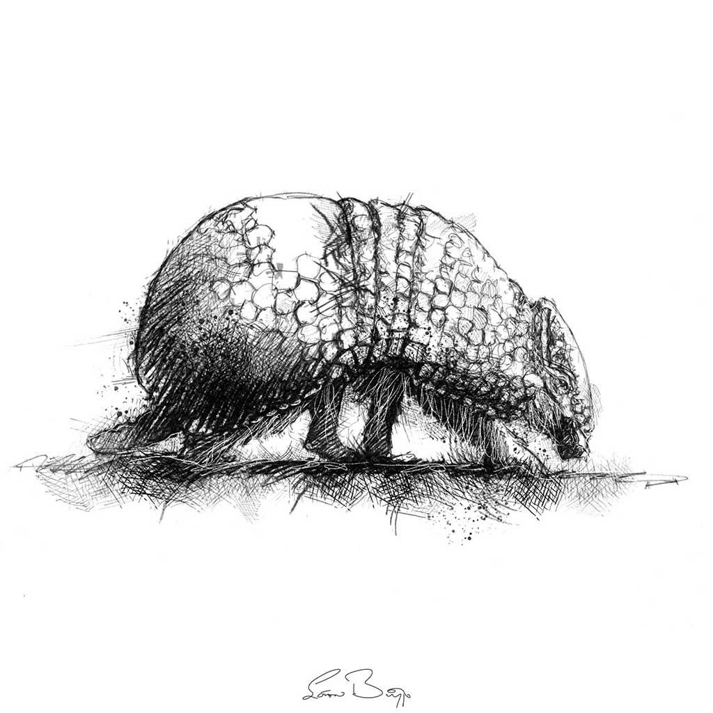Armadilo