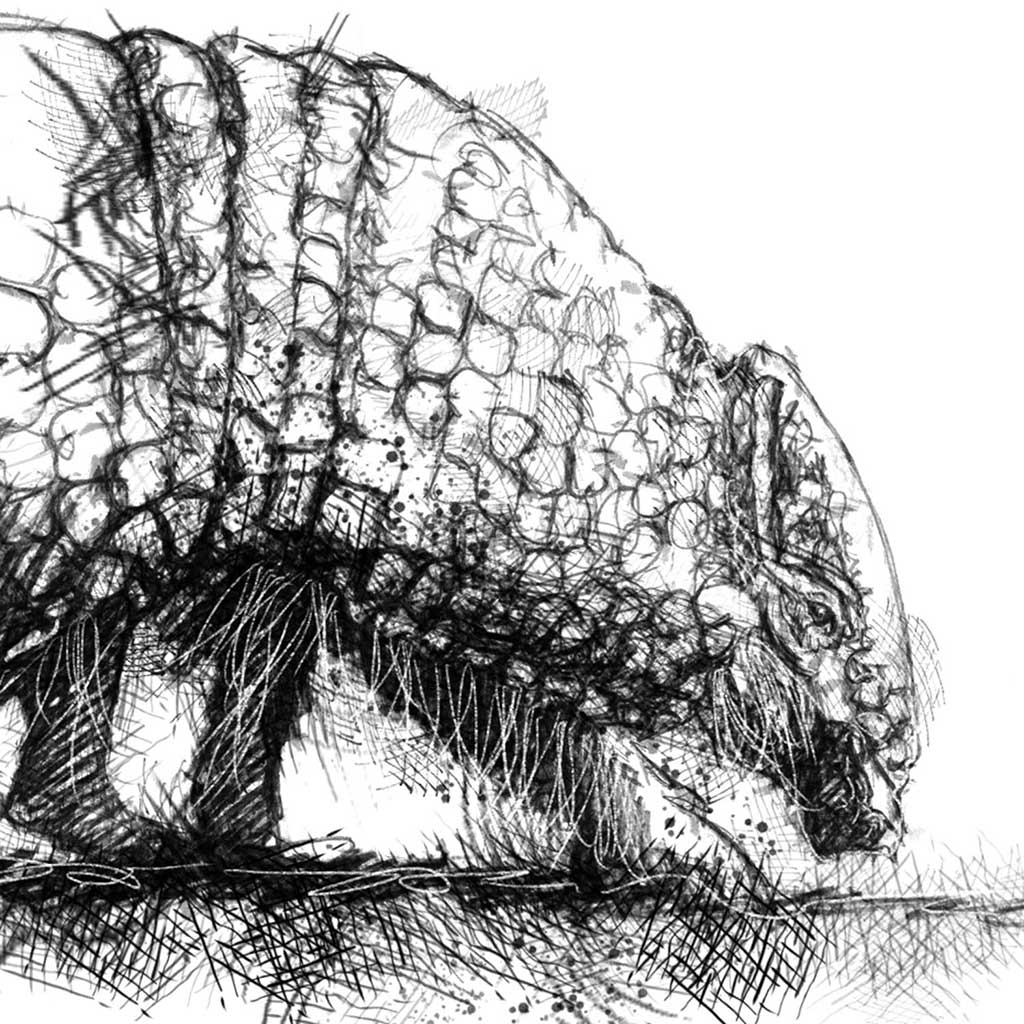 Armadilo