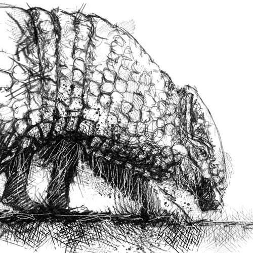 Armadilo