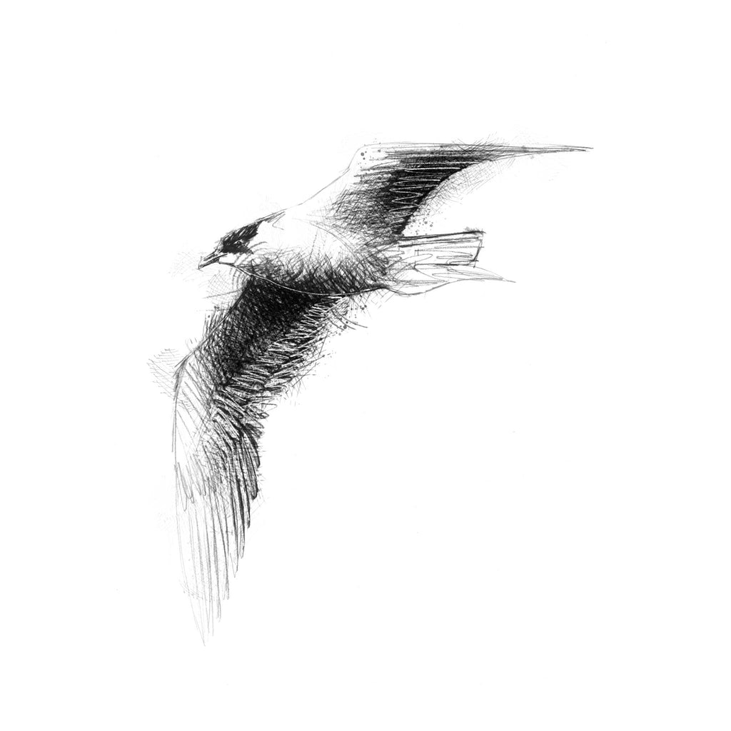 Arctic skua - BW Sketch