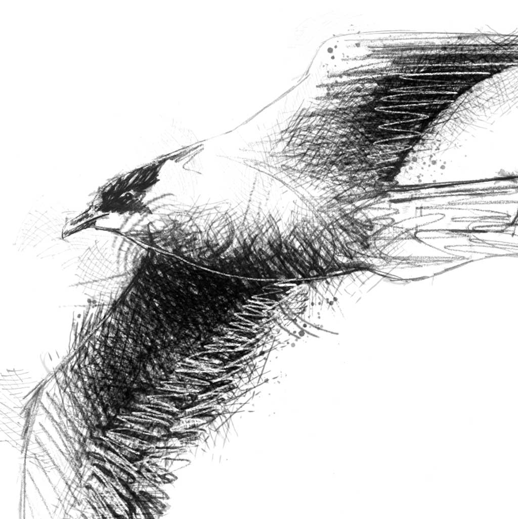 Arctic skua - BW Sketch