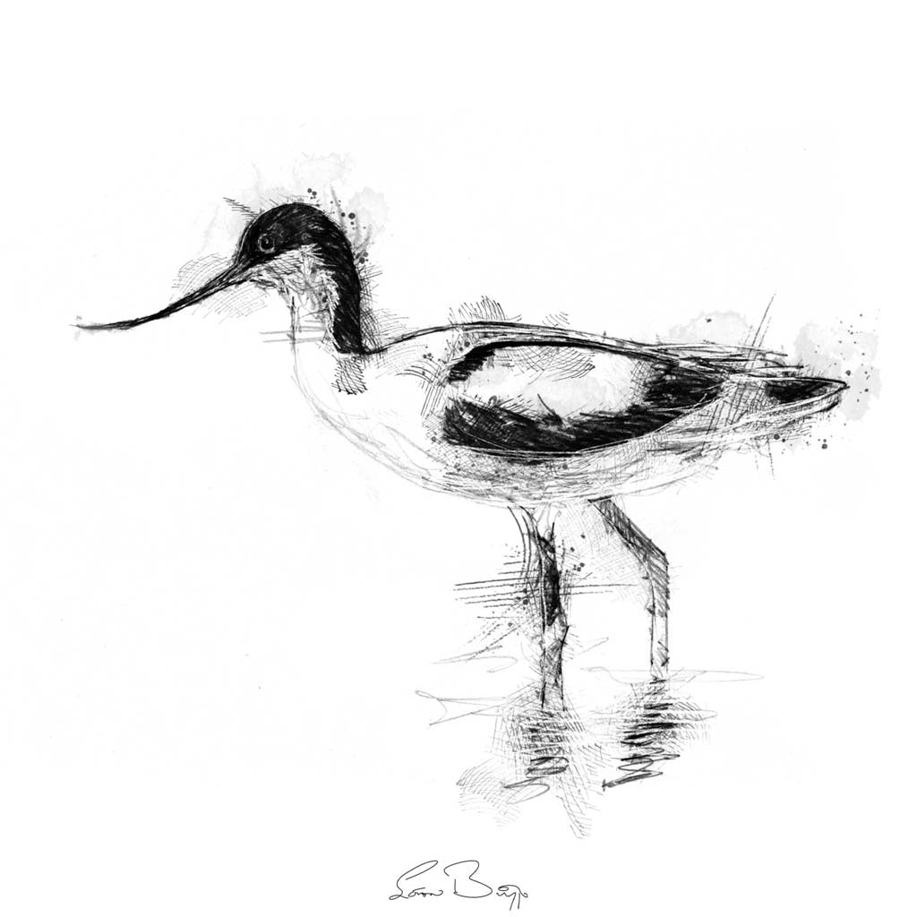 Avocet wading