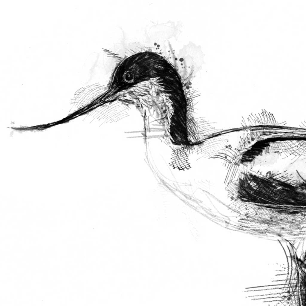 Avocet wading
