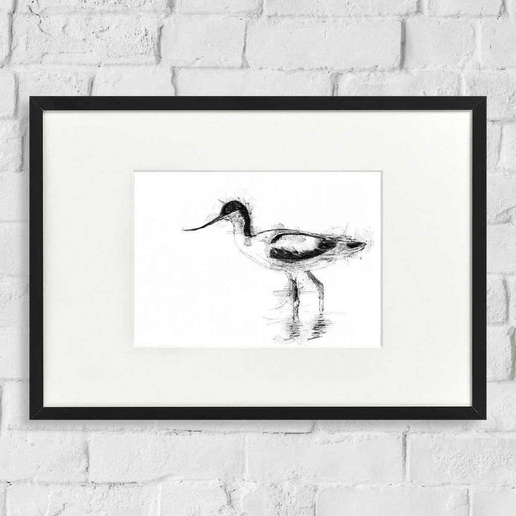 Avocet wading