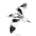Avocet flight
