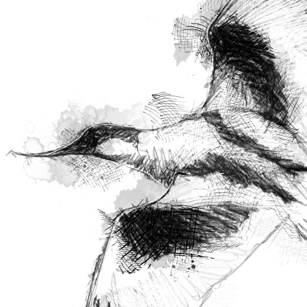 Avocet flight