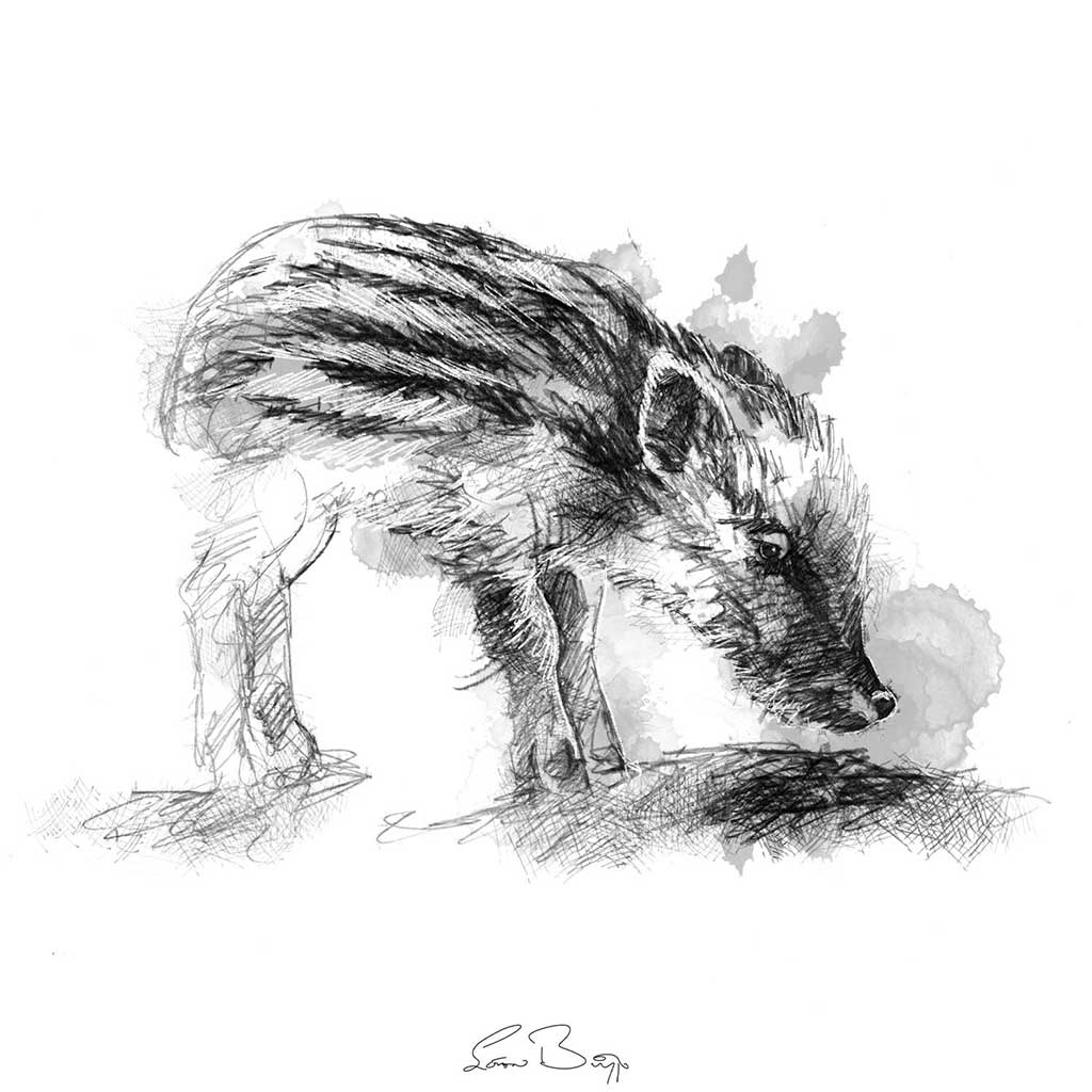 Little wild boar