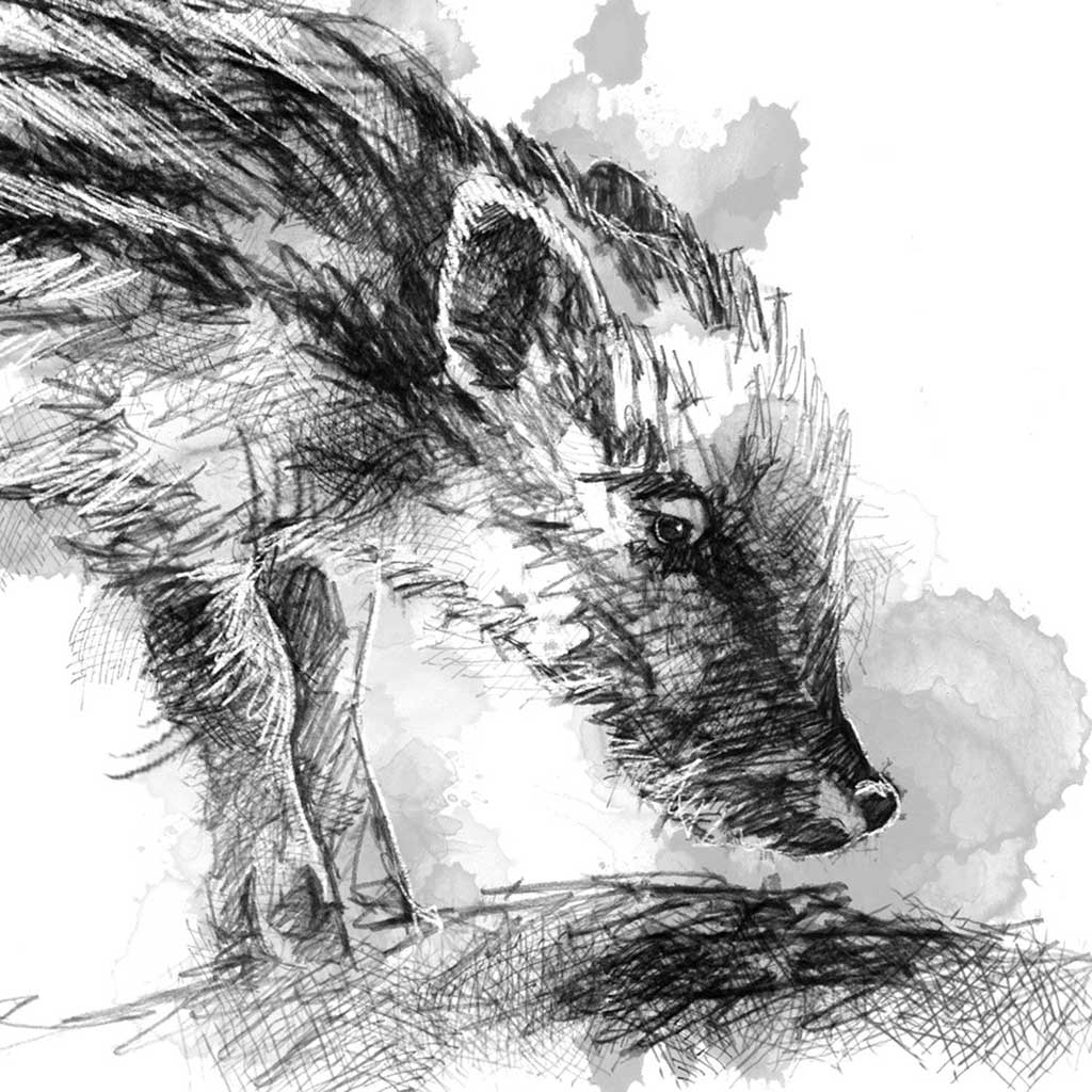 Little wild boar