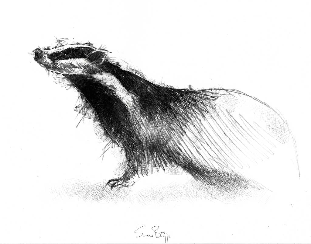Badger