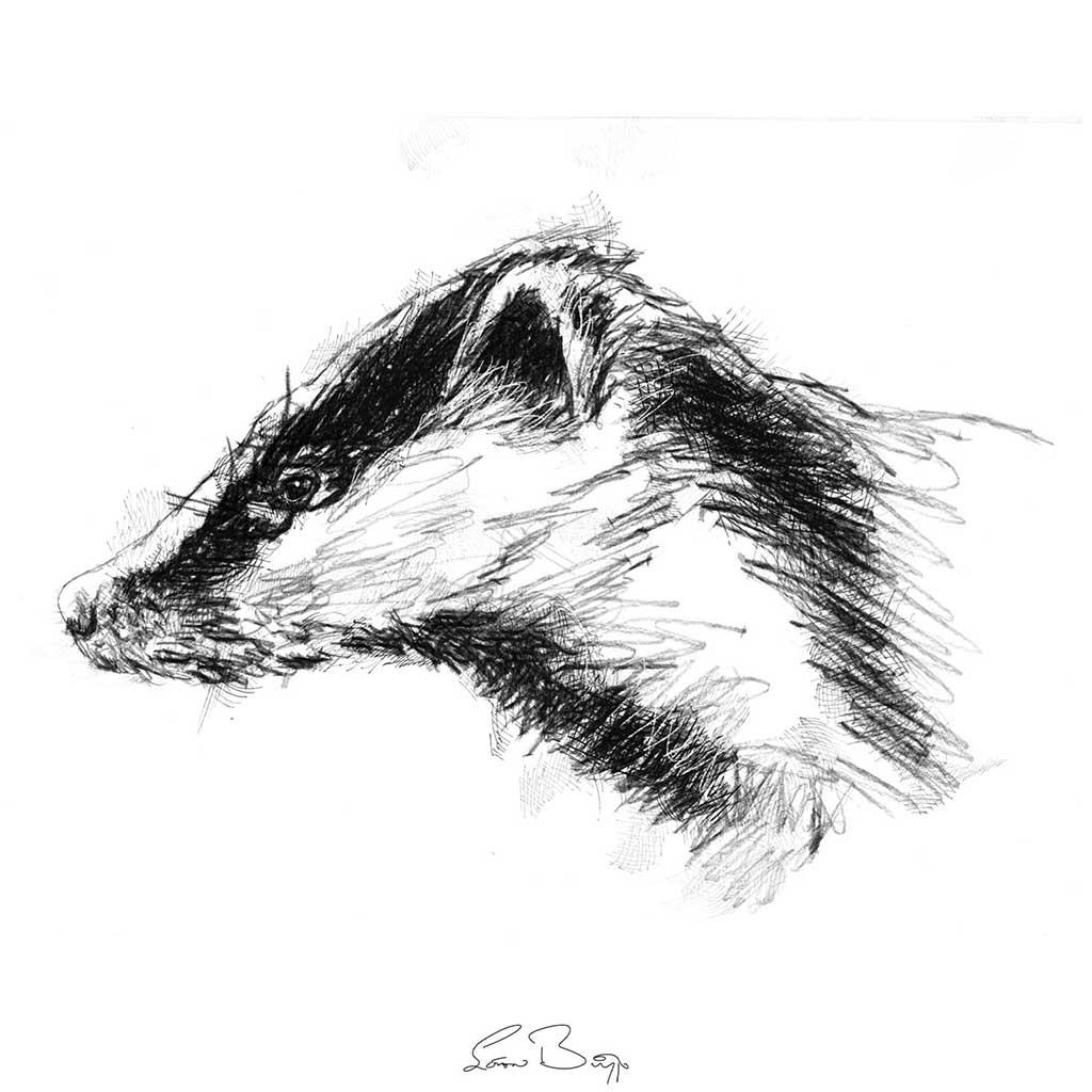 British badger