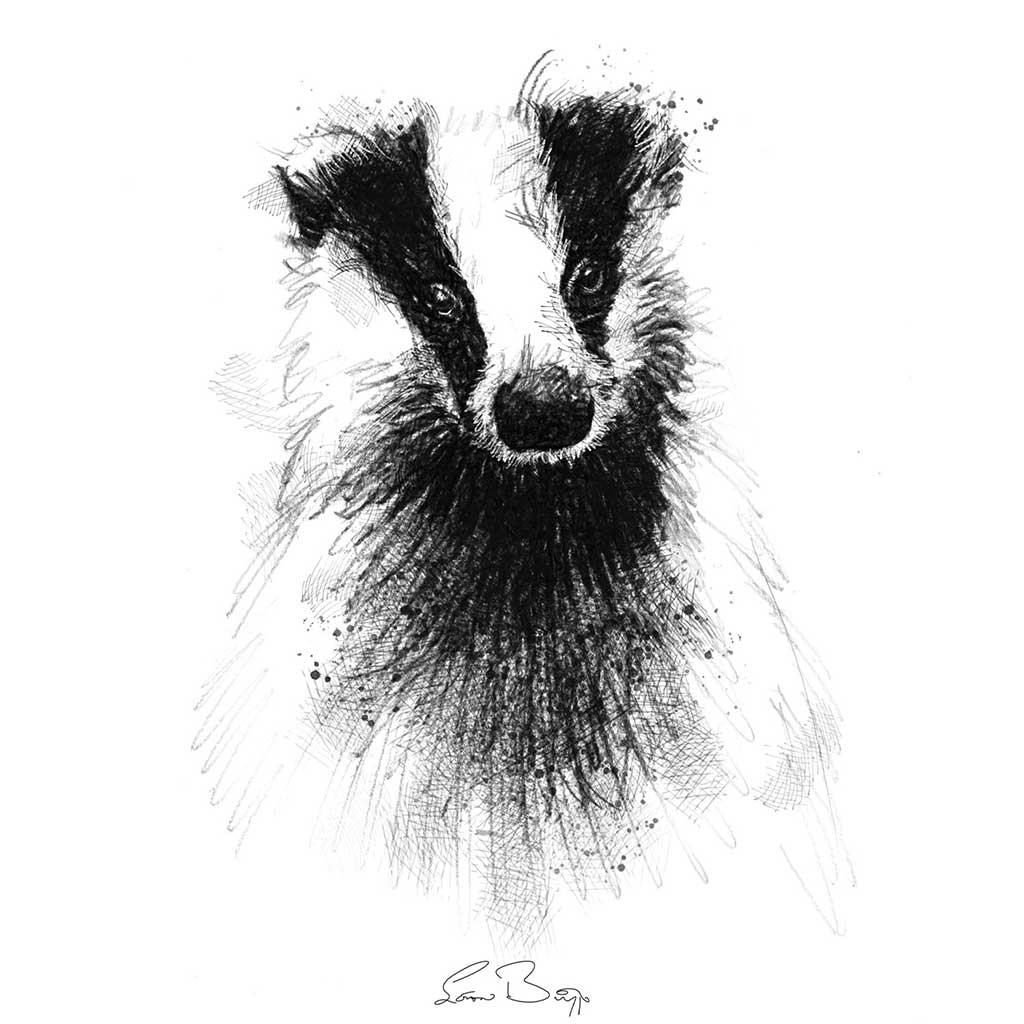 British badger