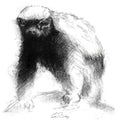 Honey badger
