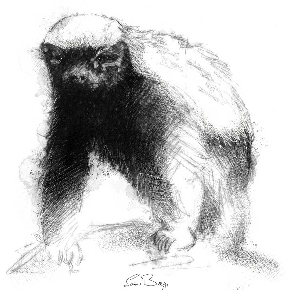 Honey badger