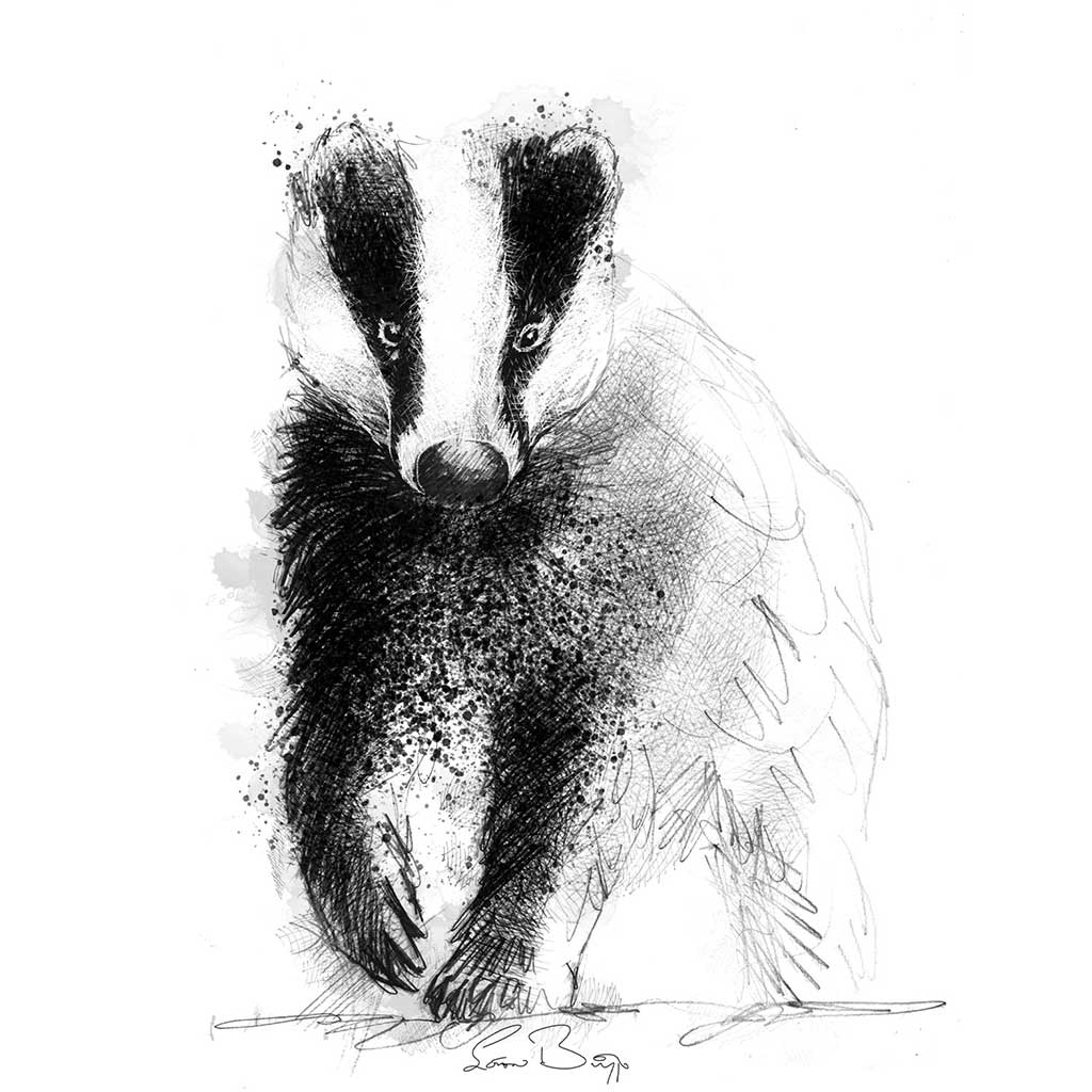 Badger stroll