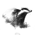 Badger